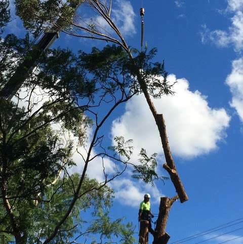 Photo: Waratah Professional Tree Care Pty Ltd